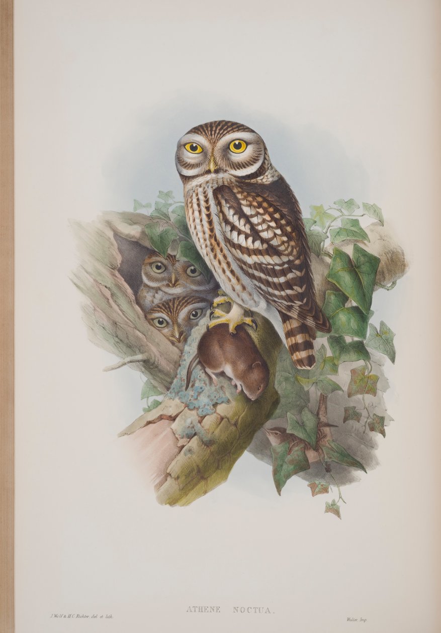 Athene Noctua, prato de The Birds of Great Britain, de John Gould, publicado em 1862-73 (litografia colorida à mão) de John Gould