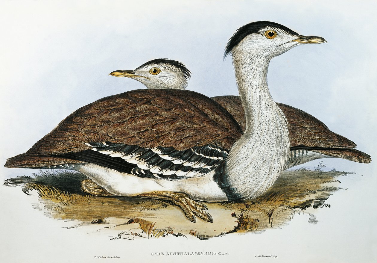 Abetarda australiana (Otis australasianus) de John Gould