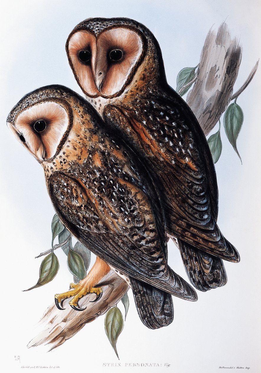Coruja Mascarada Australiana (Strix personata), litografia de Birds of Australia de John Gould