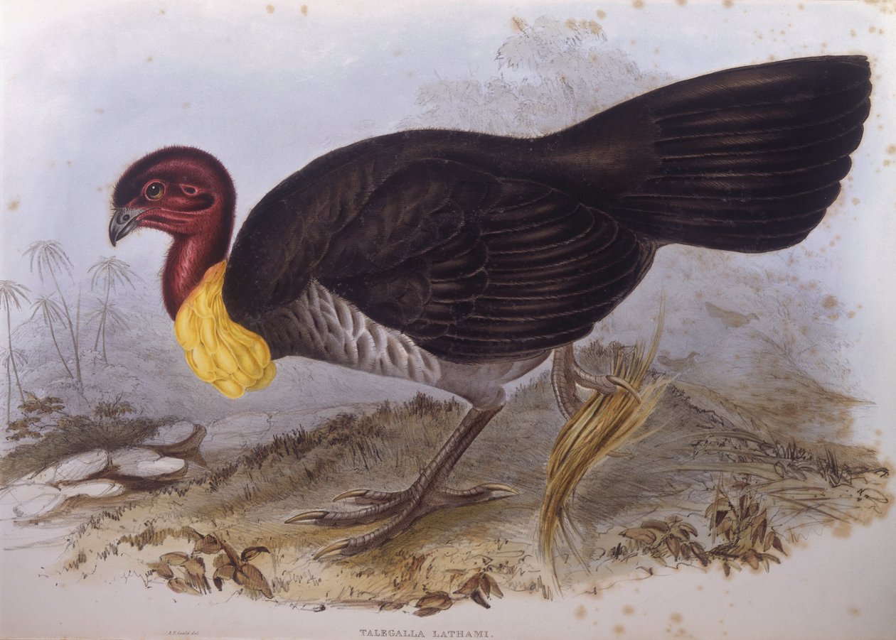 Pincel-turquia australiana (Alectura lathami), Gravura de John Gould de John Gould