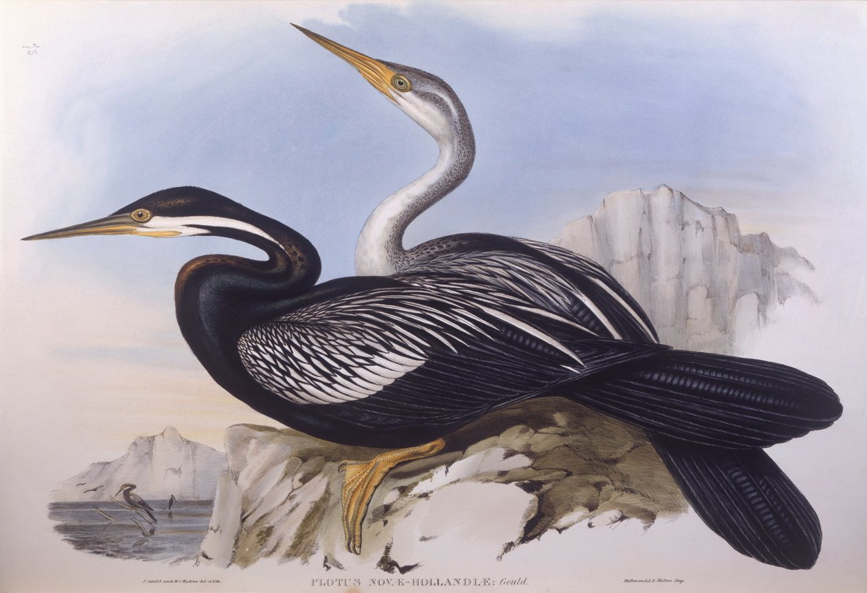 Australian darter (Anhinga novaehollandiae), Engraving by John Gould de John Gould