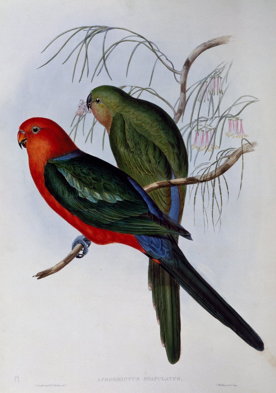Papagaio rei australiano (Alisterus scapularis), gravura de John Gould (1804-1881) e Henry Constantine Richter (1821-1902). Reino Unido de John Gould