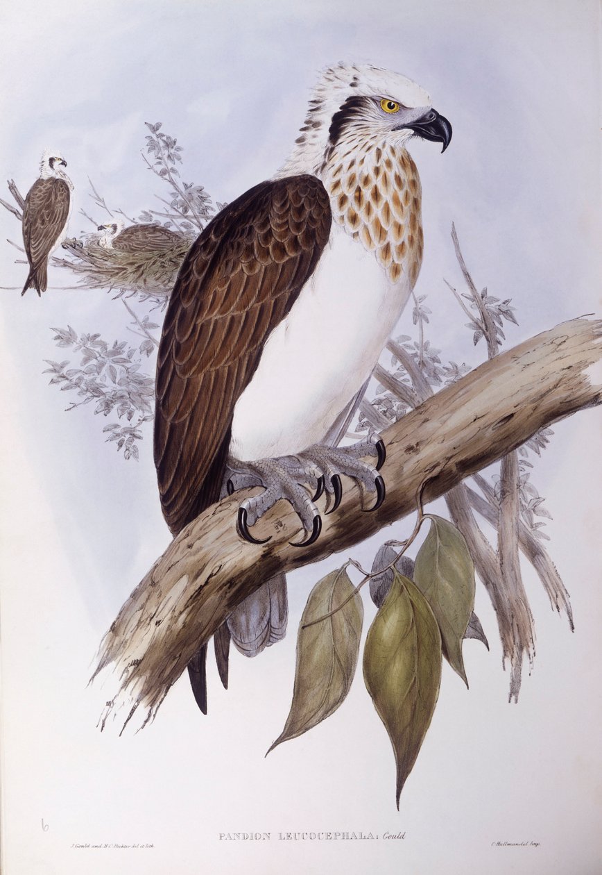 Águia-pesqueira australiana (Pandion haliaetus cristatus), Gravura de John Gould de John Gould
