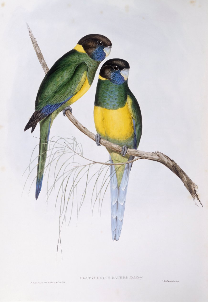 Pescoço australiano (Barnardius ou Platycercus zonarius), Gravura de John Gould de John Gould