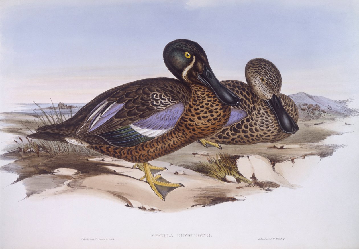 Pá australiana (Anas rhynchotis), Gravura de John Gould de John Gould