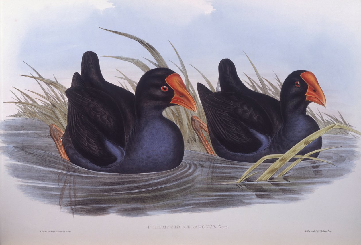 Pântano australiano (Porphyrio melanotus), Gravura de John Gould de John Gould
