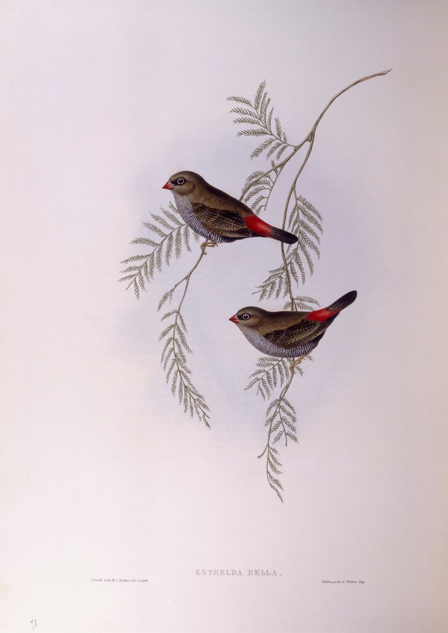 Lindo rabo de fogo (Stagonopleura bella), Gravura de John Gould de John Gould