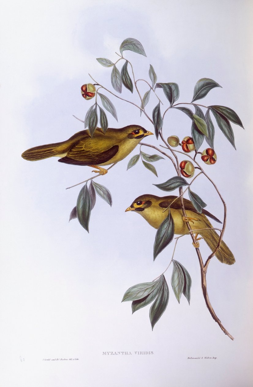 Mineiro de sinos (Manorina melanophrys), Gravura de John Gould de John Gould