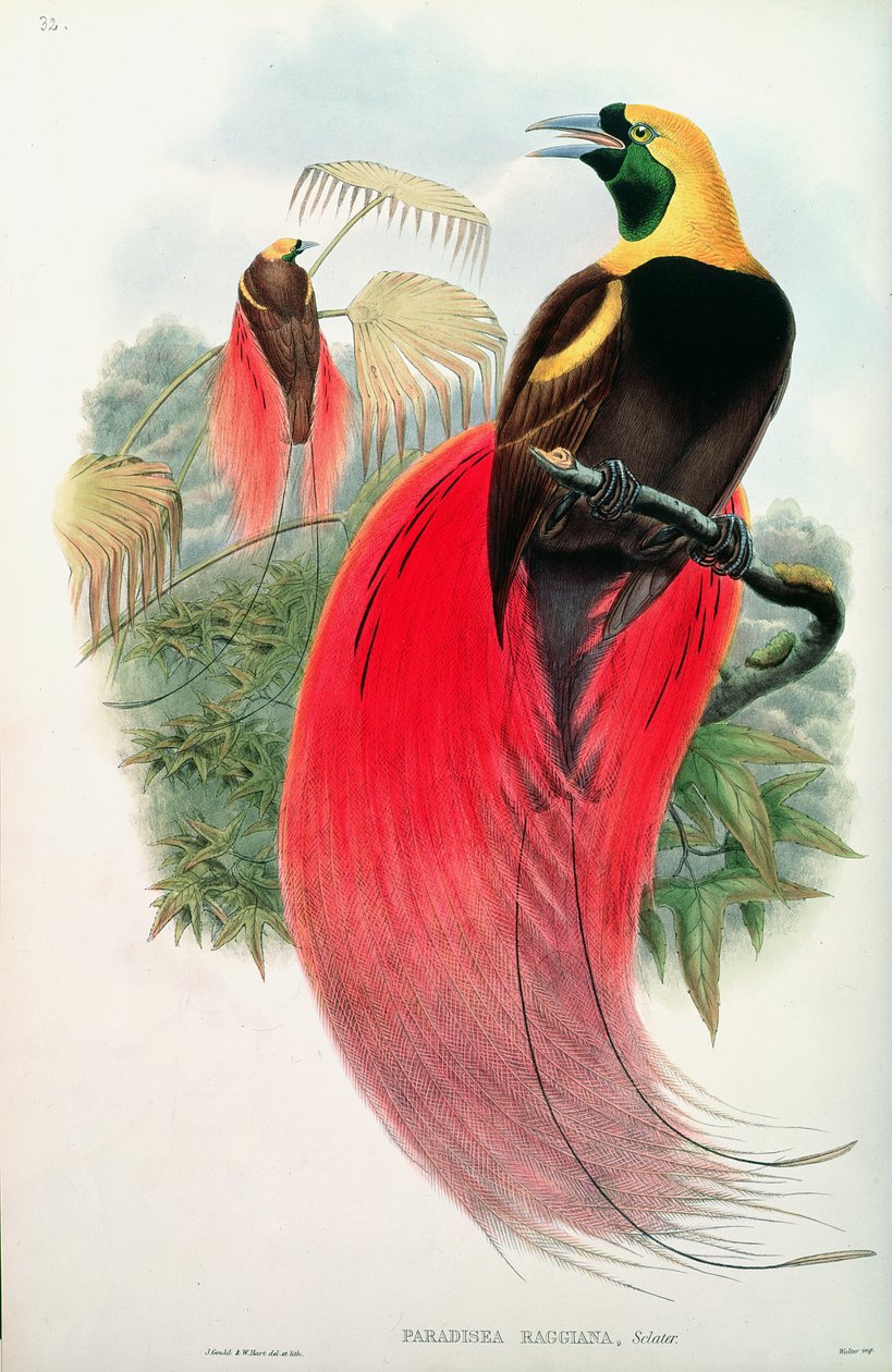 Ave do Paraíso, gravada por T. Walter de John Gould