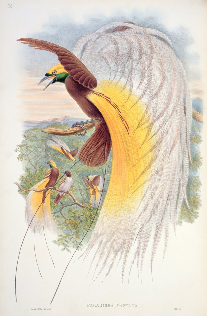 Ave do Paraíso, de &39;Aves da Nova Guiné&39; de John Gould