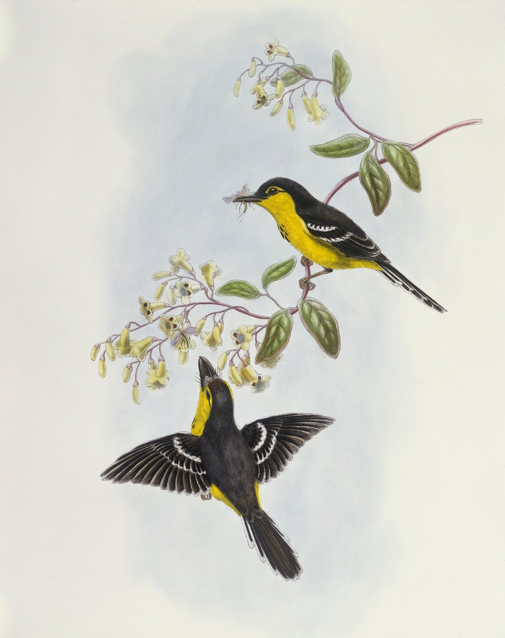 Boleto de peito preto (Machaerhynchus nigripectus), Gravura de John Gould de John Gould