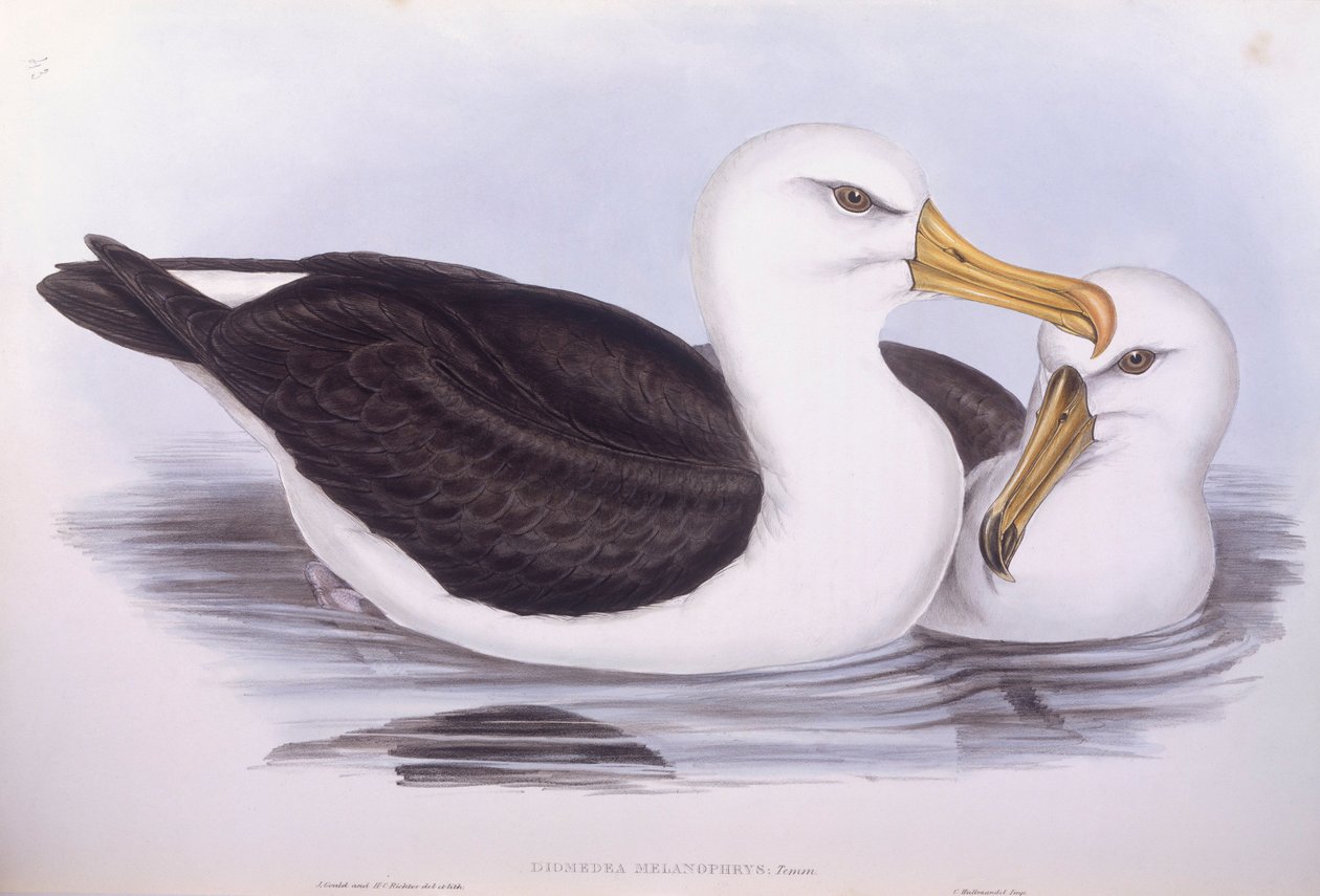 Albatroz de castanho-preto (Diomedea o Thalassarche melanophrys), Gravura de John Gould de John Gould