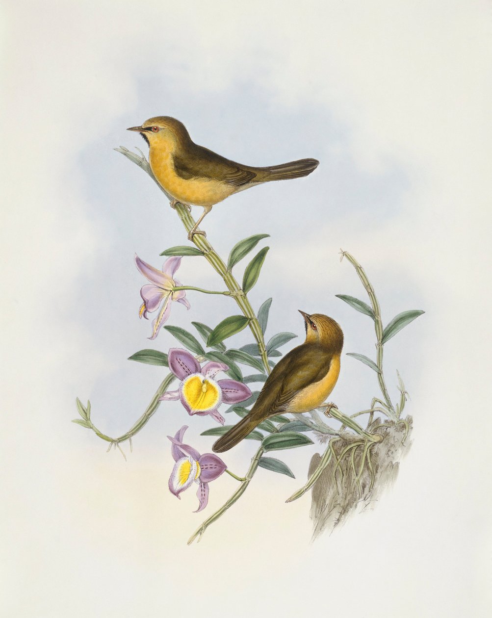 Black-chinned babbler (Stachyris pyrrhops), Engraving by John Gould de John Gould