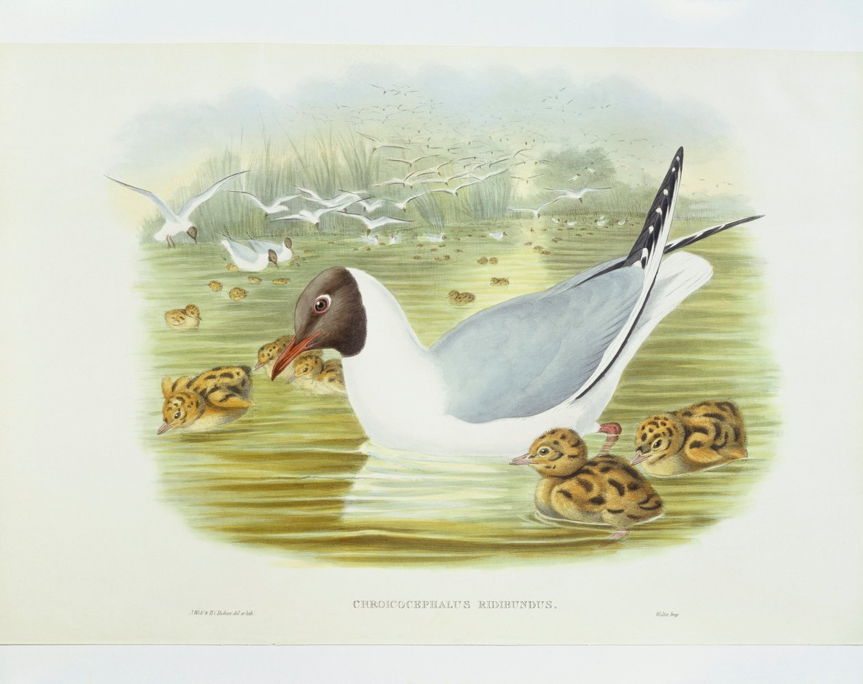 Gaivota de cabeça negra (Larus ridibundus), Gravura de John Gould, William Hart, H C Richter de John Gould
