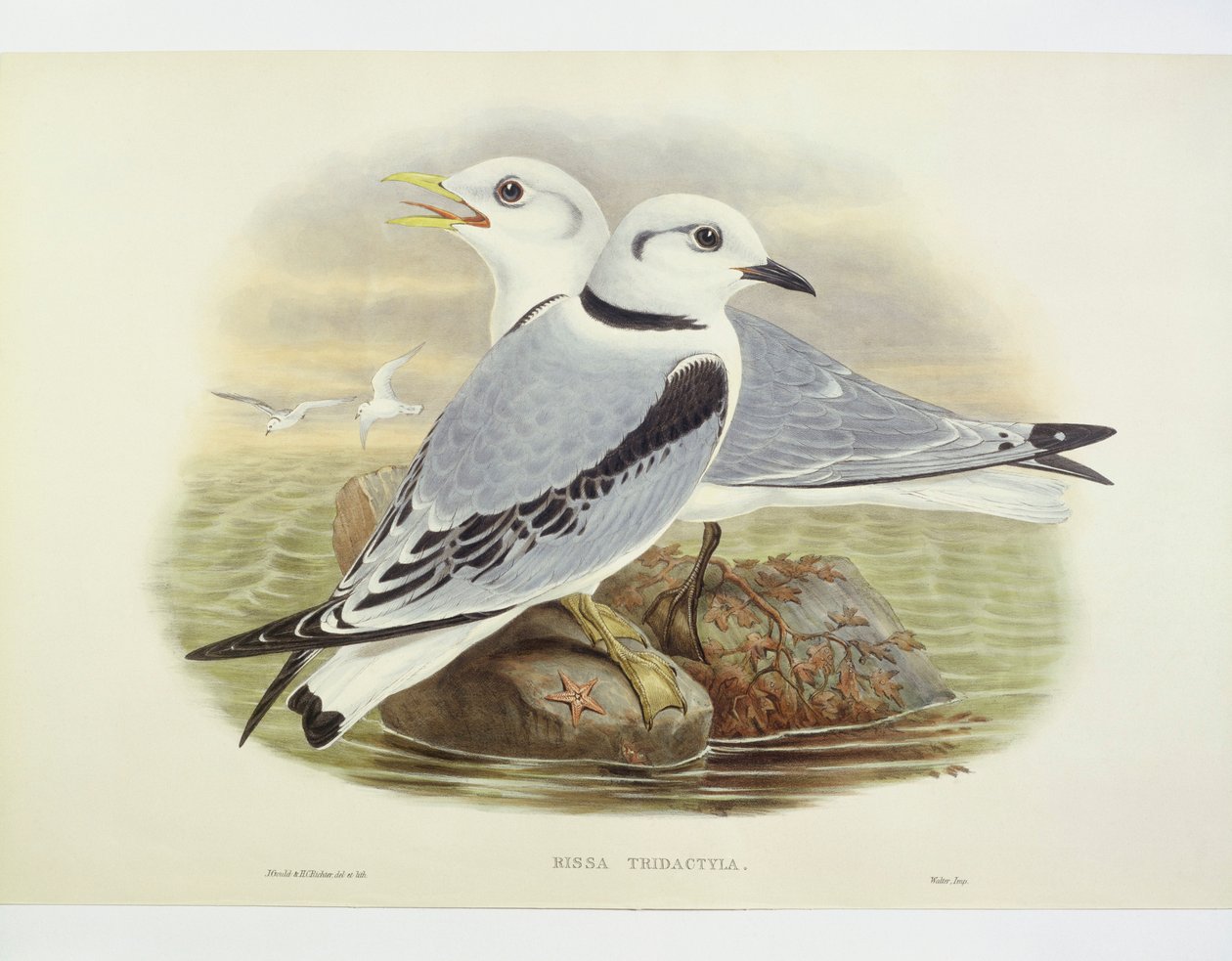 Blacklegged kittiwake (Rissa tridactyla), Gravação de John Gould, William Hart, H C Richte de John Gould