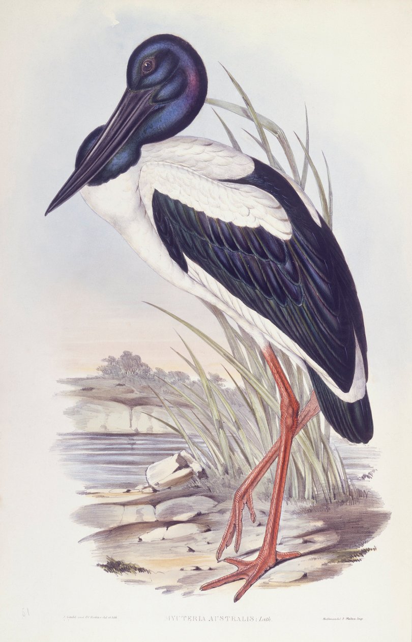 Cegonha de pescoço preto (Ephippiorhynchus asiaticus), Gravura de John Gould de John Gould