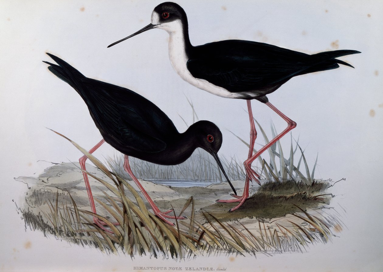 Black Stilt (Himantopus novaezelandiae), gravura de Birds of Australia de John Gould