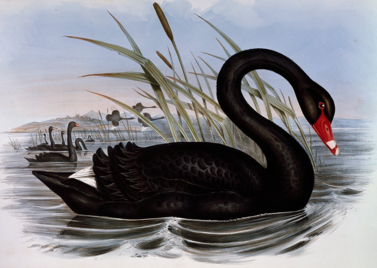 Cisne preto (Cygnus atratus), gravura de Birds of Australia de John Gould
