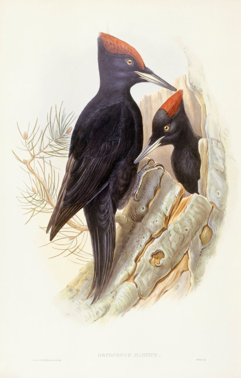 Pica-pau-preto (Dryocopus martius), Gravura de John Gould de John Gould
