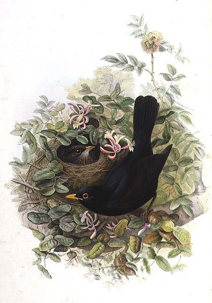 Passaro preto de John Gould