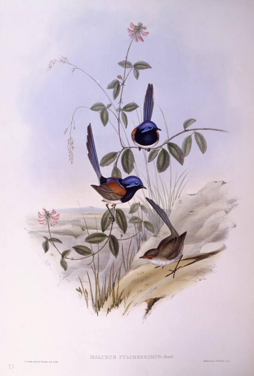 Rasto de fadas de peito azul (Malurus pulcherrimus), Gravura de John Gould de John Gould