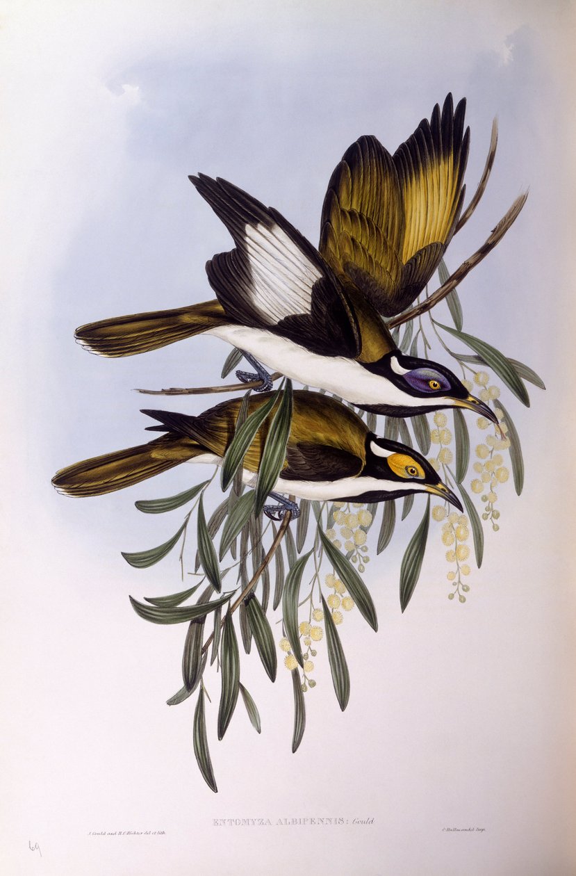 Comedor de mel de face azul (Entomyzon cyanotis), Gravação de John Gould de John Gould