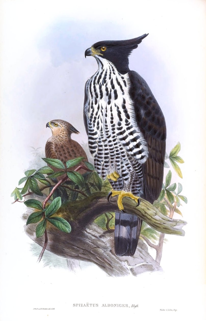 Águia-gavião-de-Blyth Nisaetus alboniger (Gmelin) de John Gould
