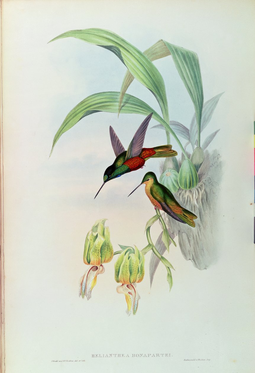 O colibri de Star Fronted de Bonaparte (litho colorido) de John Gould