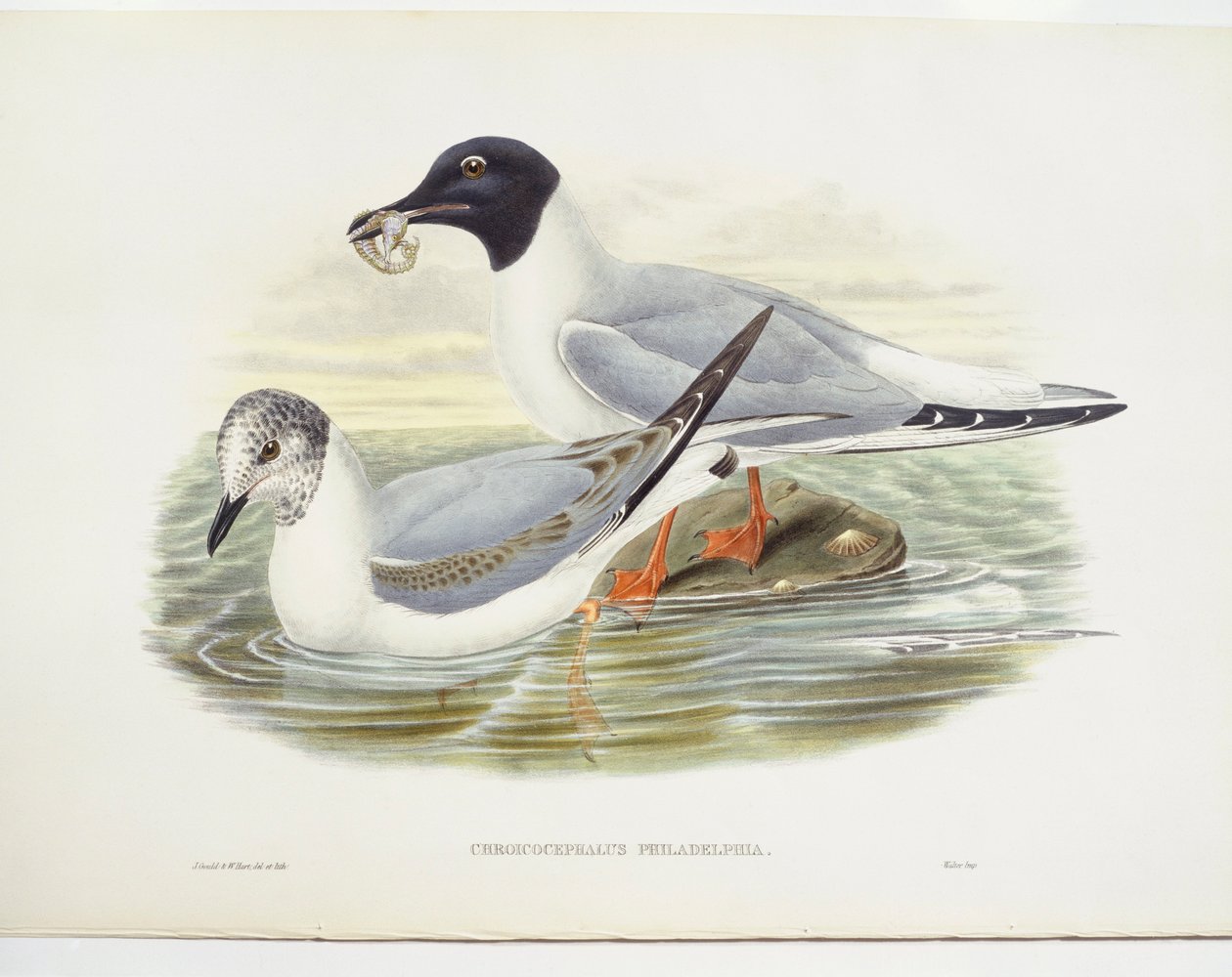 Gaivota de Bonaparte (Larus philadelphia), ilustração de John Gould