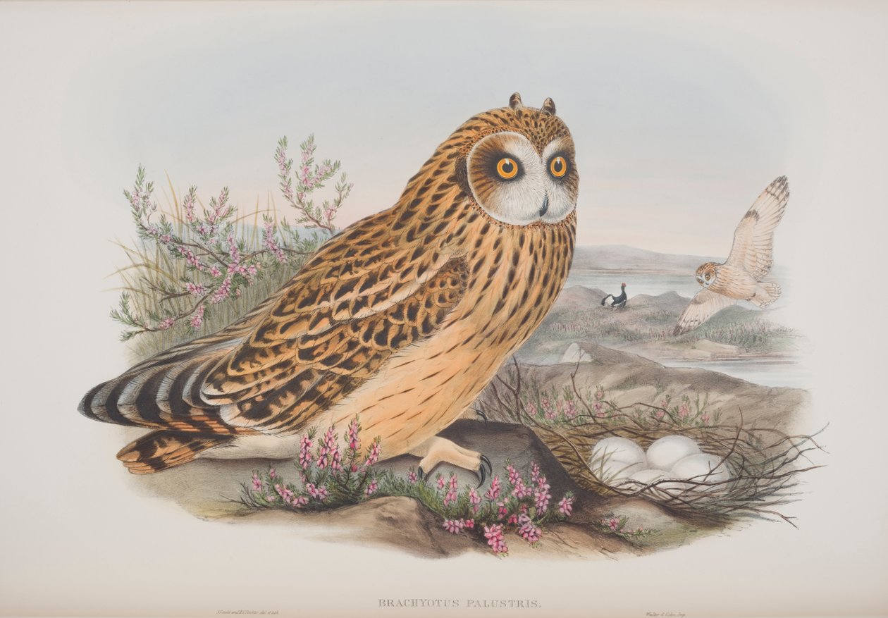 Brachyotus Palustris, prato de The Birds of Great Britain, de John Gould, publicado em 1862-73 (litografia colorida à mão) de John Gould