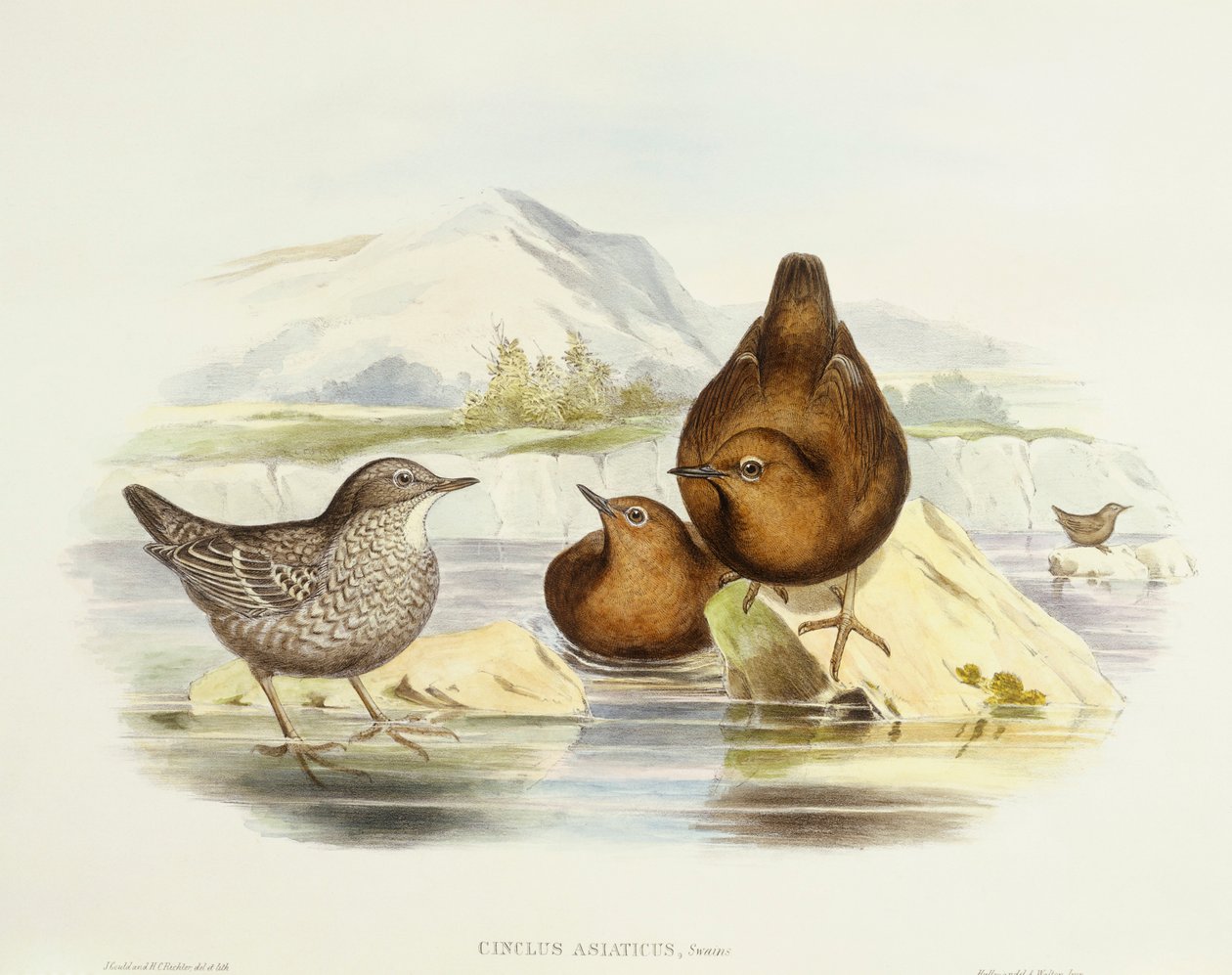 Ursa castanha (Cinclus pallasii), Gravura de John Gould de John Gould