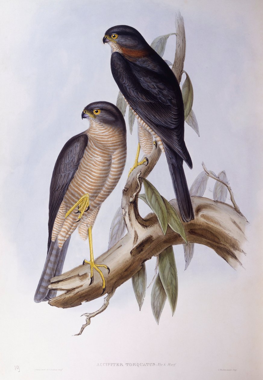 Ursa castanha (Cinclus pallasii), Gravura de John Gould de John Gould