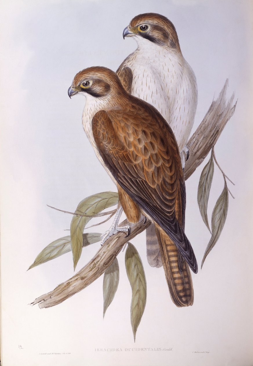 Falcão castanho (Falco berigora occidentalis), Gravura de John Gould de John Gould
