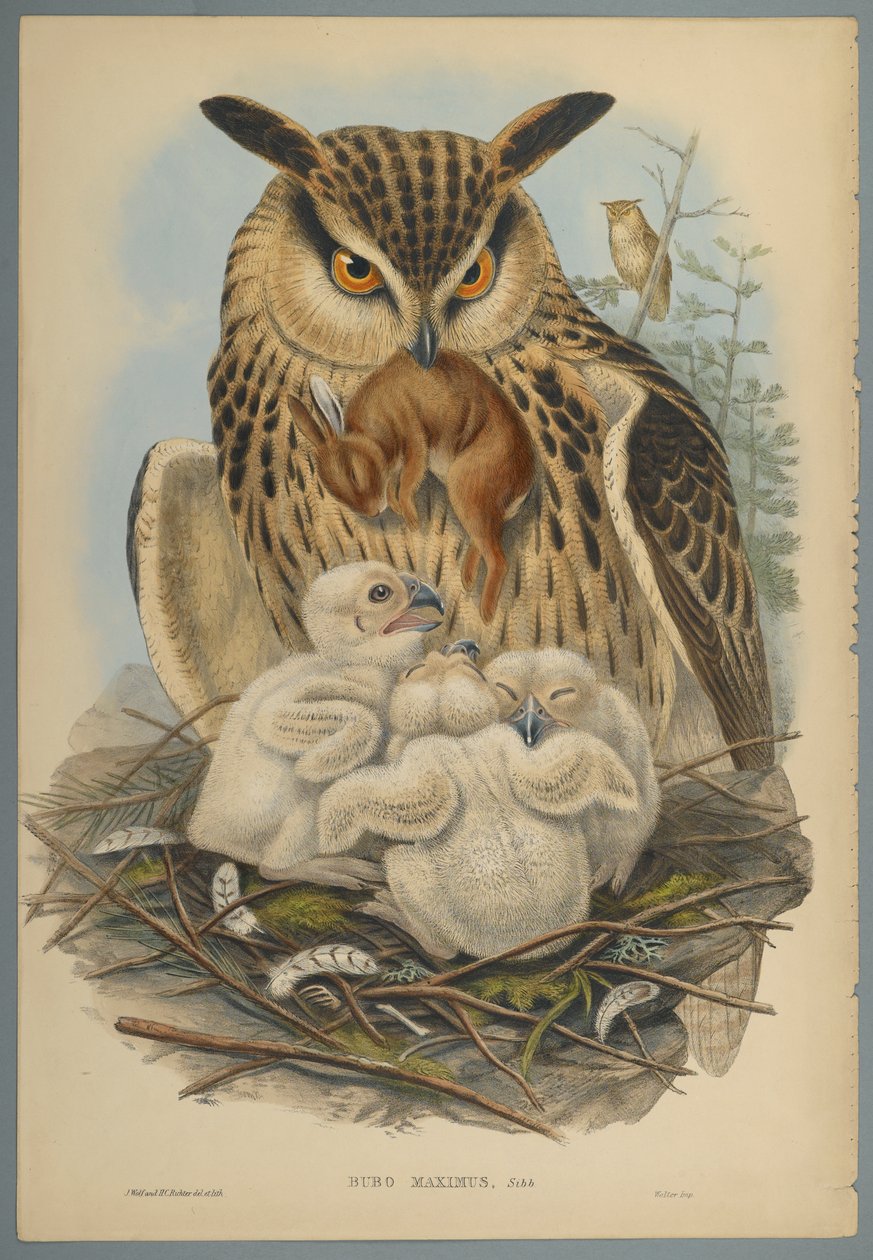 Bubo Maximus: Owl (cor litho em papel wove) de John Gould