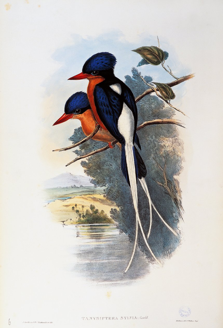 Buff-breasted Paradise-kingfisher (Tanysiptera sylvia) de John Gould