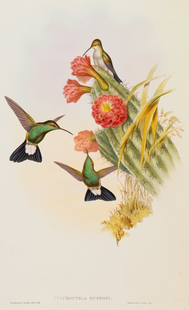 Plumeleteer de Buffon (Hypuroptila Buffon) de uma monografia de Trochilidae de John Gould
