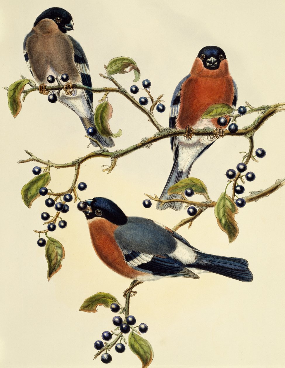 Touro (Pyrrhula pyrrhula), gravura de John Gould (1804-1881). Reino Unido de John Gould