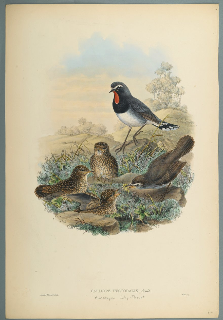 Calliope Pectoralis (cor litho em papel de capa) de John Gould