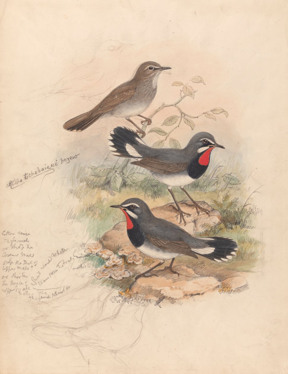 Calliope Chebaiewi, Prjev. de John Gould