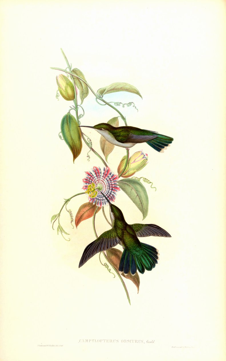 Campylopterus largipennis dark de John Gould