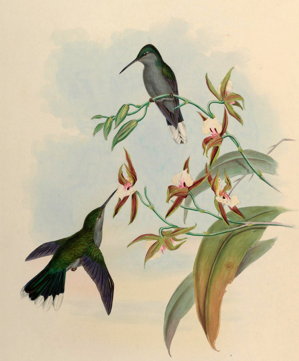 Campylopterus latipennis = Campylopterus largipennis de John Gould