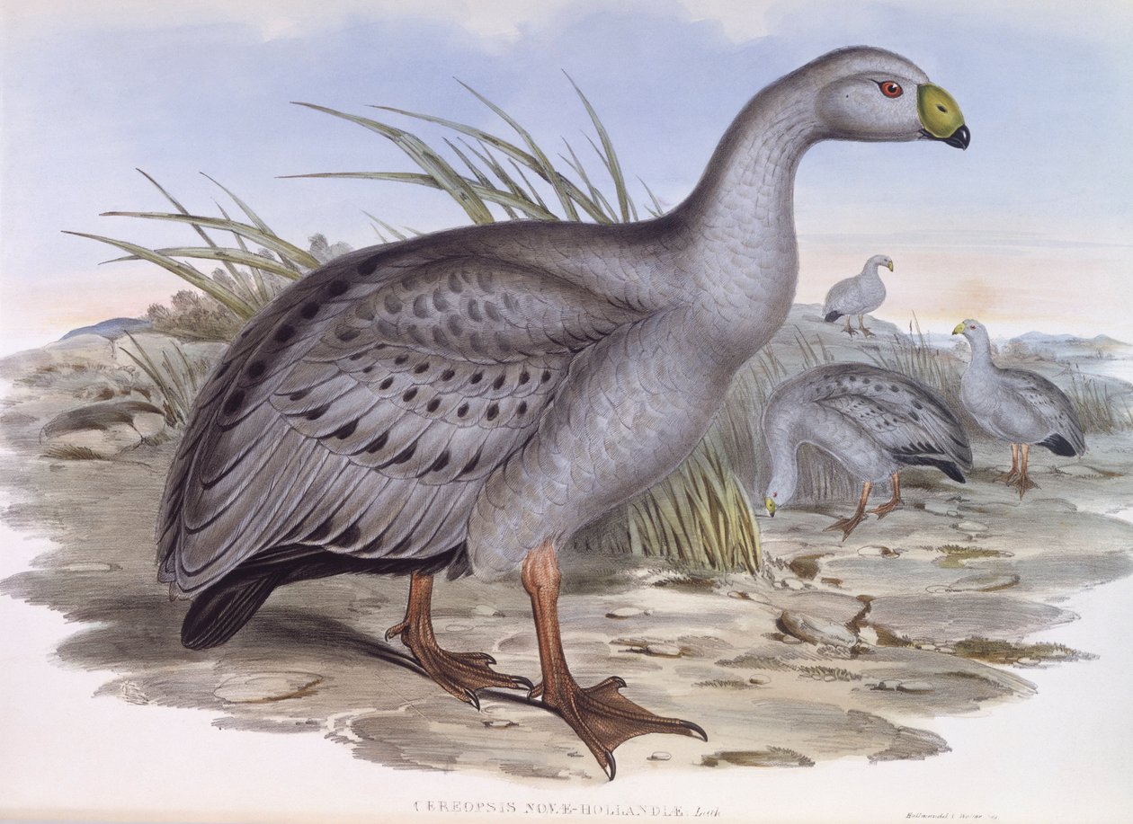 Cape Barren Goose (Cereopsis novaehollandiae), Gravura de John Gould de John Gould