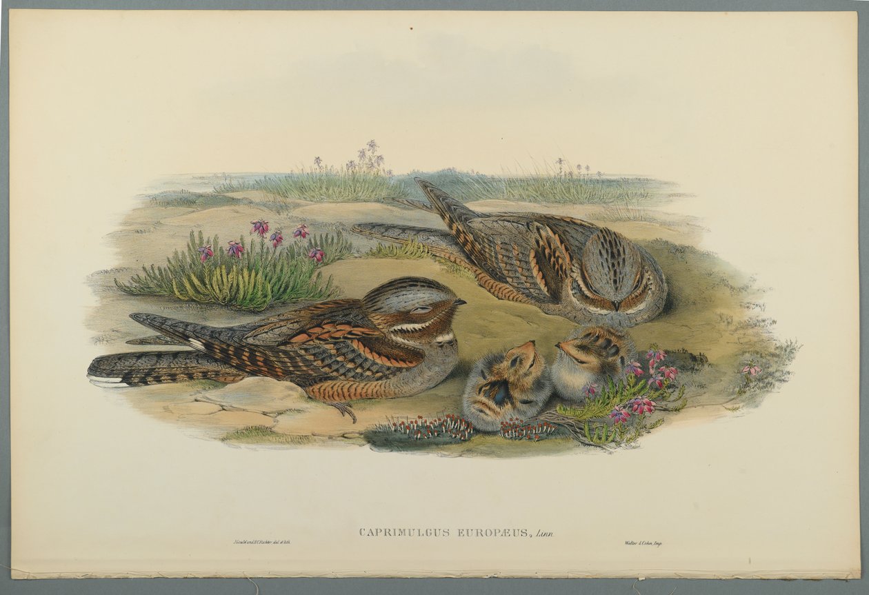 Caprimulgus Europaeus (lito de cor em papel tufado) de John Gould