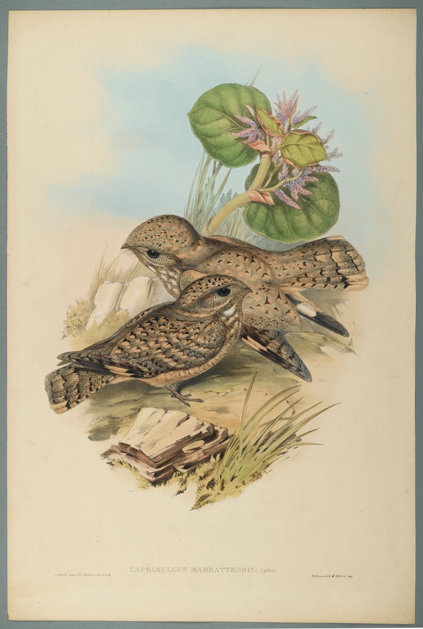 Caprimulgus Mahrattensis, Nightjar (litografia a cores em papel tufado) de John Gould