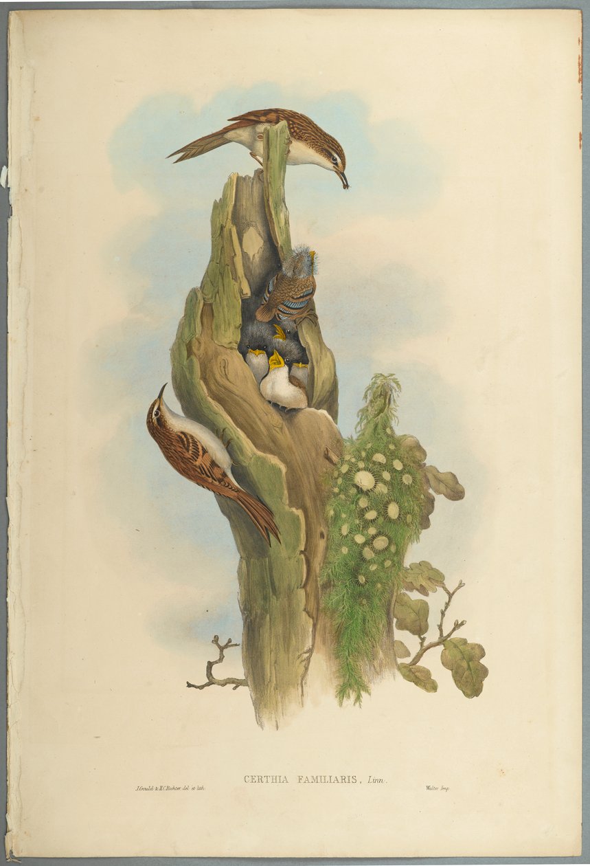 Certhia Familiaris - Tree Creeper (litografia colorida em papel de parede) de John Gould