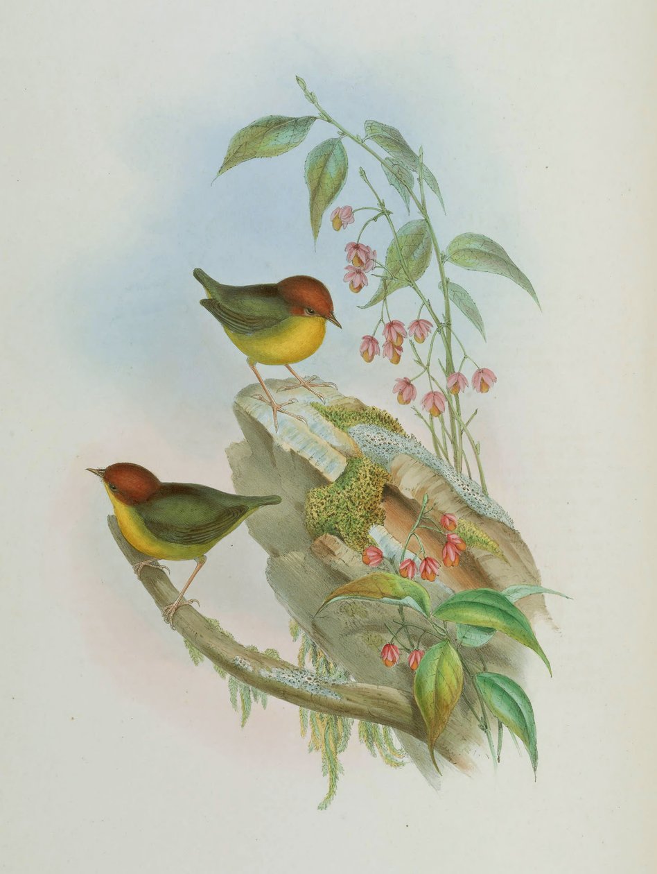 Cettia castaneocoronata de John Gould
