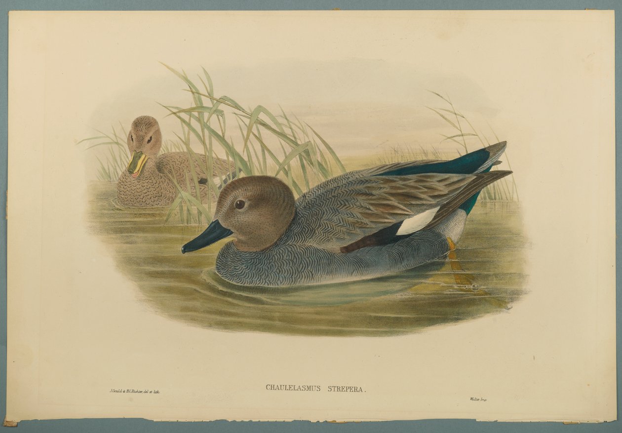 Chaulelasmus Strepera: Gadwell Ducks (litografia a cores em papel de palha) de John Gould