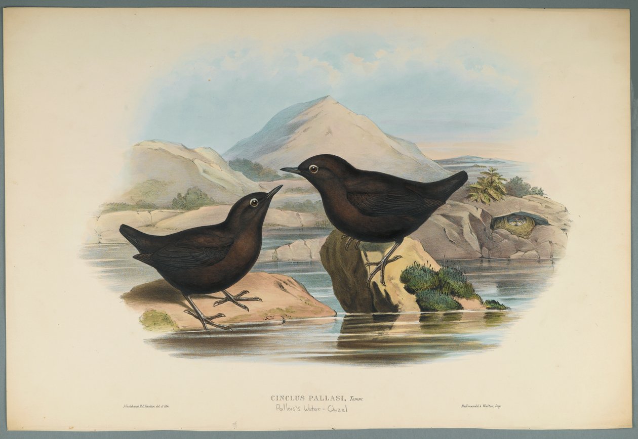 Cinclus Pallasi: Pallas Water Ouzel (litografia colorida em papel de parede) de John Gould
