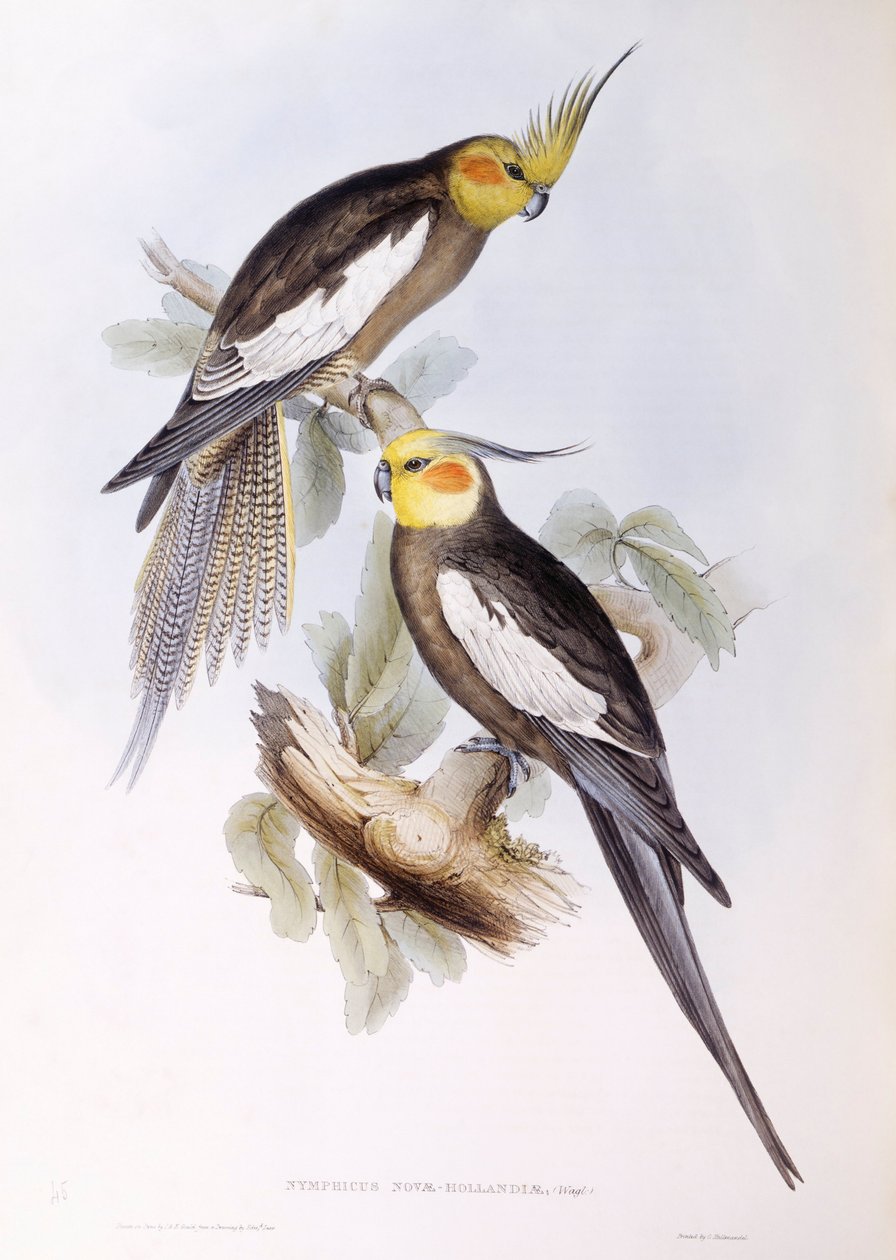 Cockatiel (Nymphicus hollandicus), Gravura de John Gould de John Gould