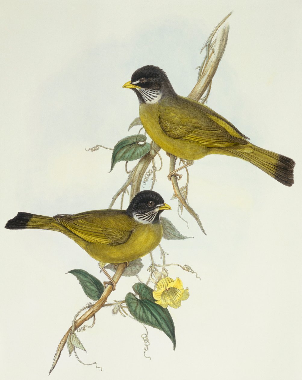 Collared finchbill (Spizixos semitorques), Engraving by John Gould de John Gould